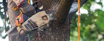  Saltville, VA Tree Services Pros