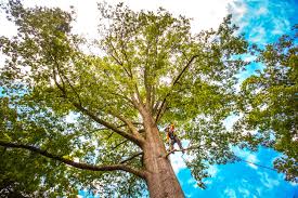 Saltville, VA Tree Services Company