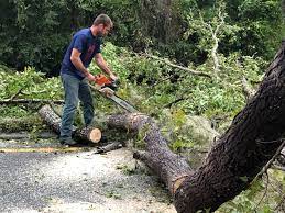 Best Lawn Renovation and Restoration  in Saltville, VA