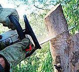 Best Arborist Consultation Services  in Saltville, VA