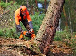Best Lawn Maintenance Plans  in Saltville, VA