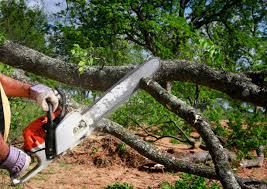 Best Tree Risk Assessment  in Saltville, VA