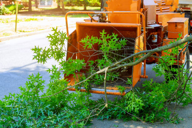 Best Tree Trimming and Pruning  in Saltville, VA