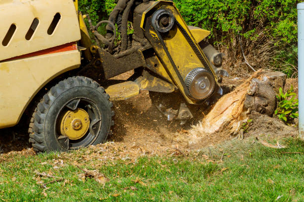 Best Sod Installation  in Saltville, VA