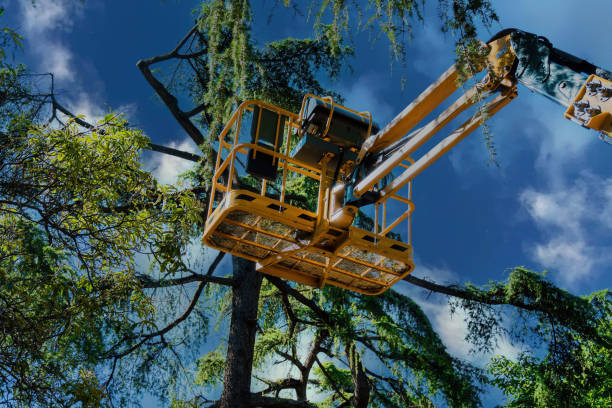 Best Tree Health Inspection  in Saltville, VA