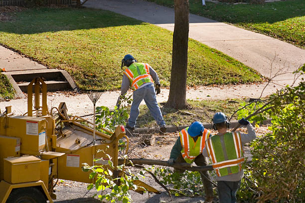 Best Commercial Tree Services  in Saltville, VA