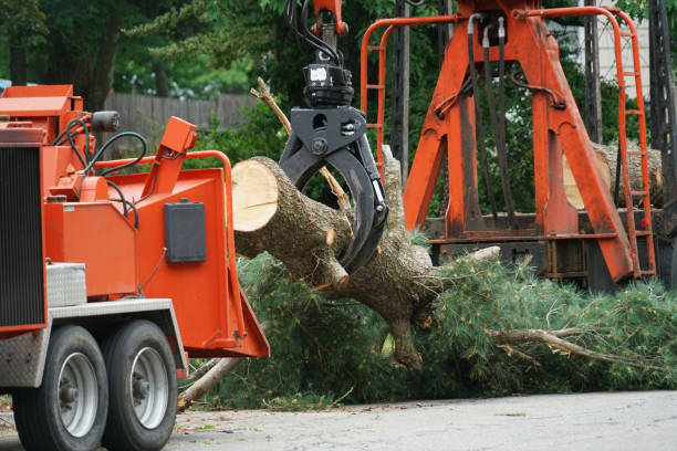 Best Tree Cabling and Bracing  in Saltville, VA