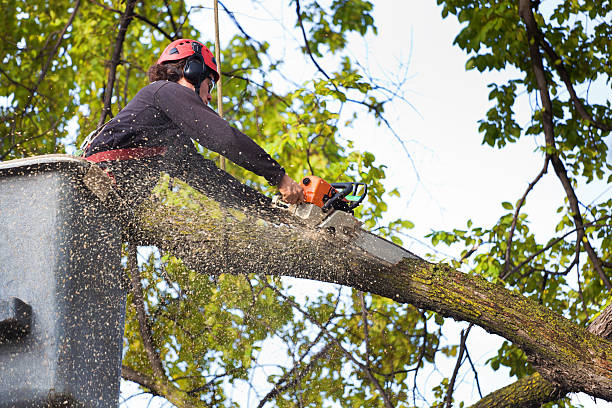 Best Palm Tree Trimming  in Saltville, VA