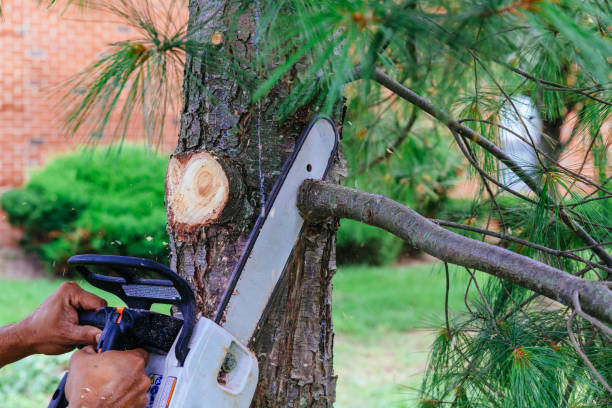 Best Utility Line Clearance  in Saltville, VA