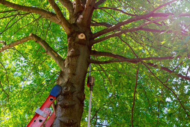 Best Tree Preservation Services  in Saltville, VA